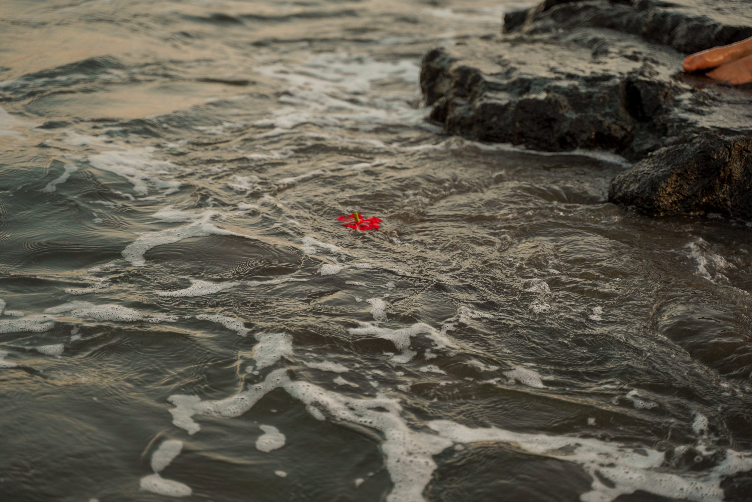A flower moving with the water